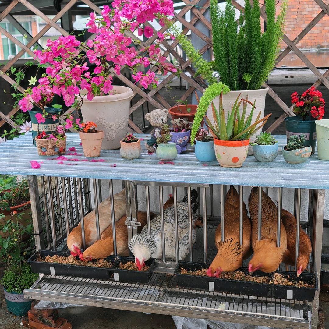 伊妈楼顶养鸡种菜