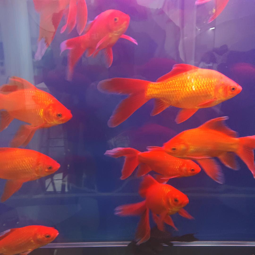 顺风顺水