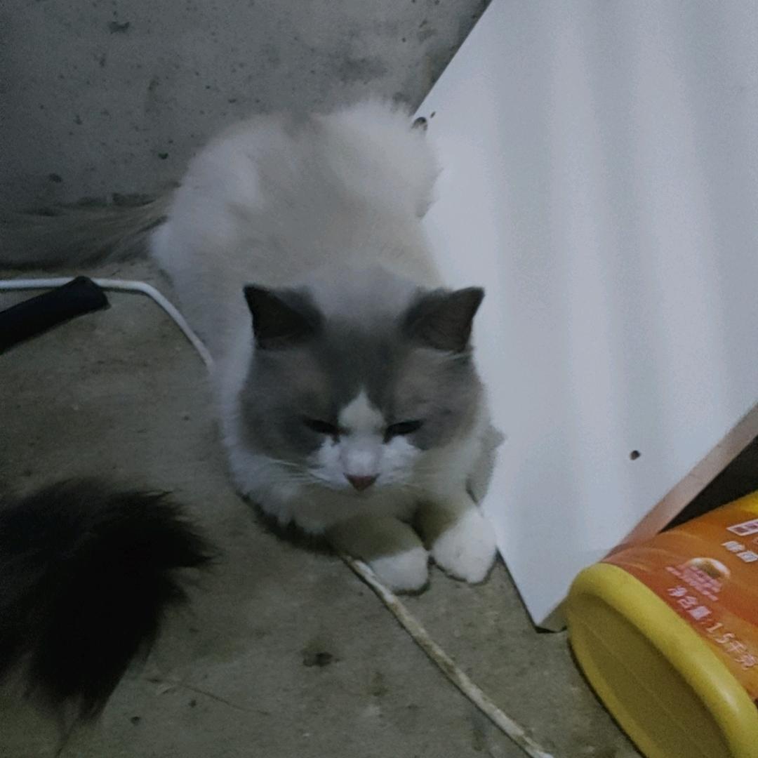 西安大妈收养流浪猫90多只