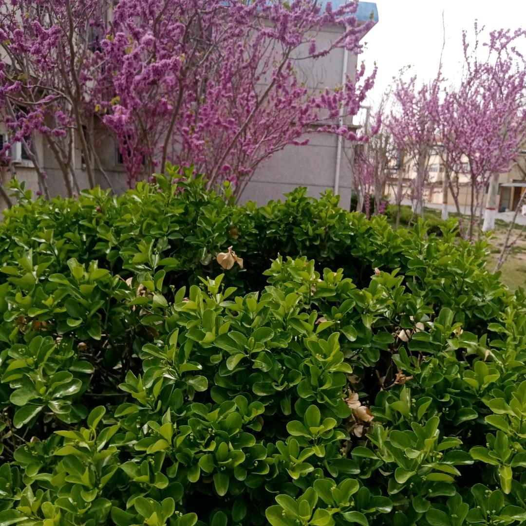 粉条