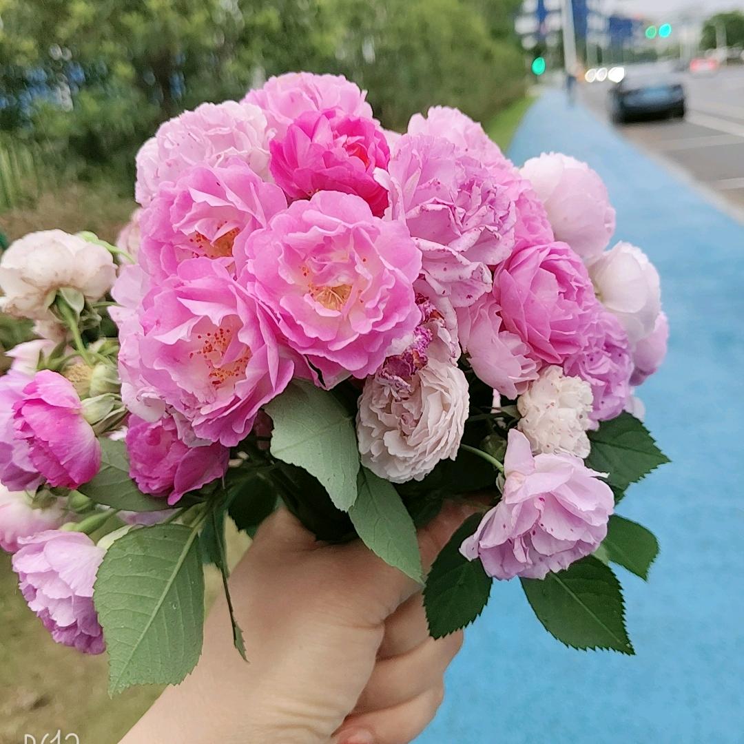 💐丹丹