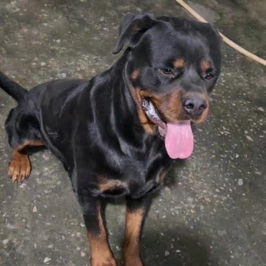 𝑹𝑪𝑬☠任先生、