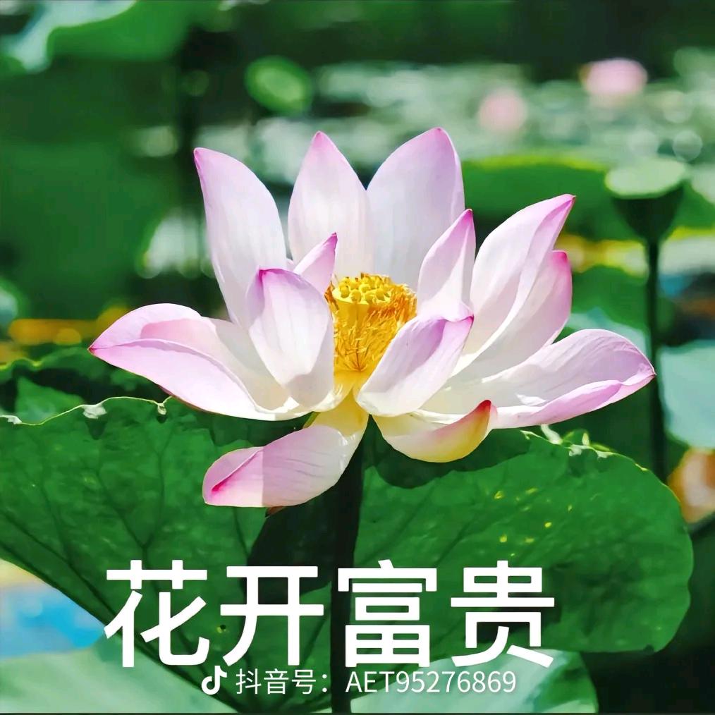 要选好物陌陌服务店