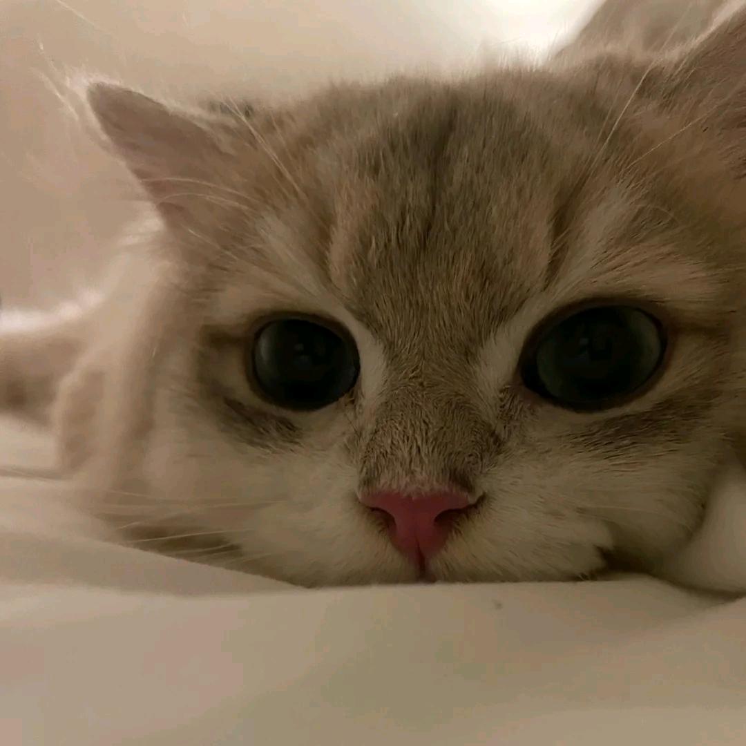 凯