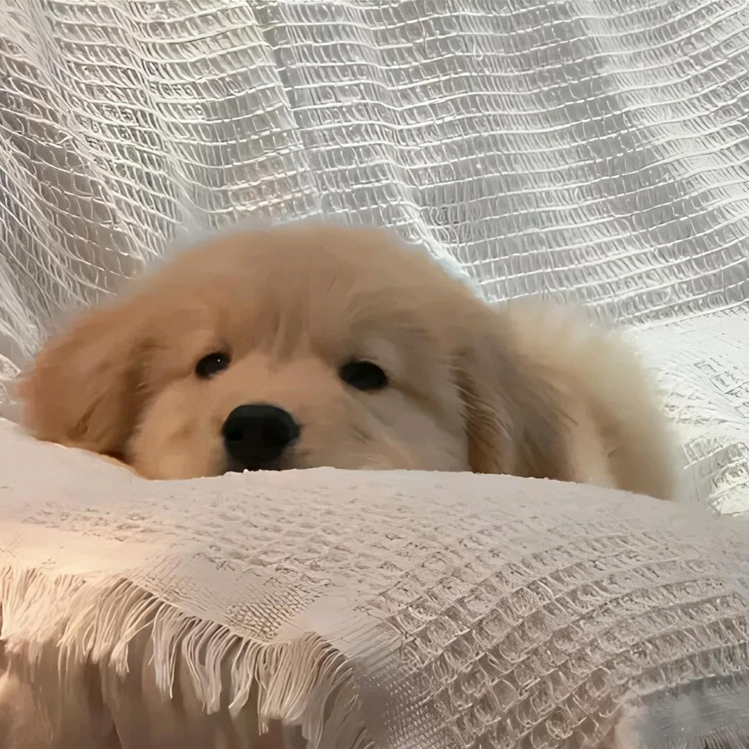 P.