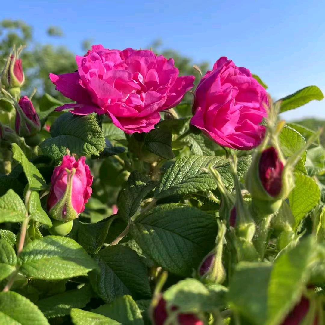平阴玫瑰花茶特产店