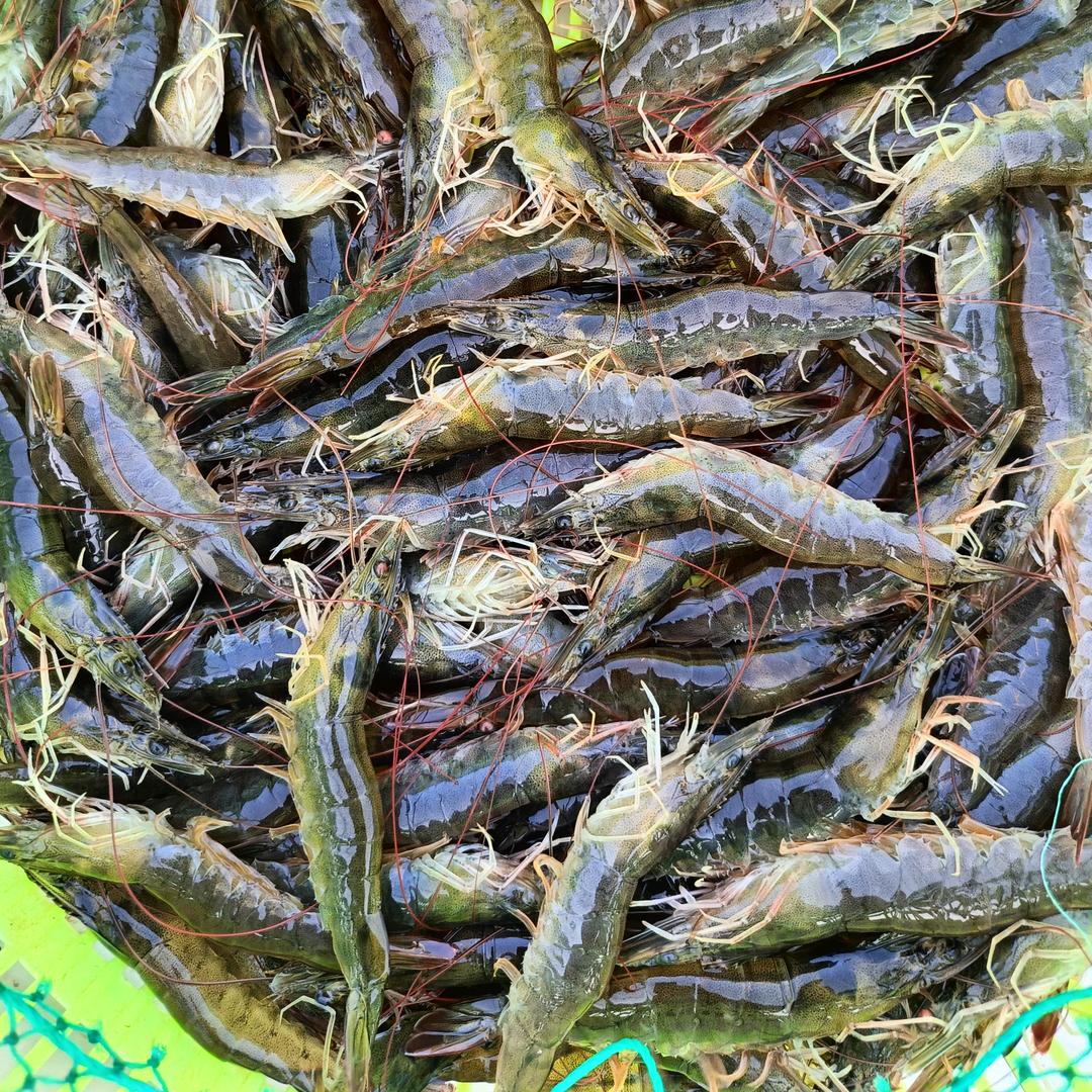 鱼🐟也咬人