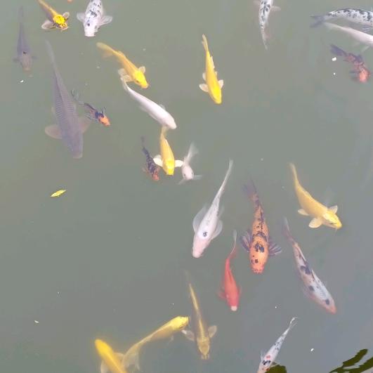 ☘️好运常伴🍎