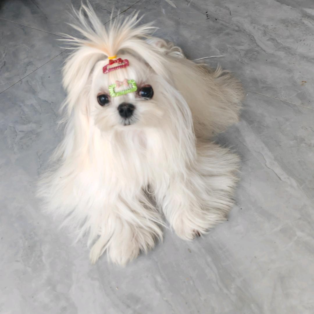 Woof萌宠
