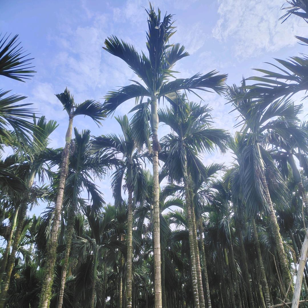 背着喷雾器去巡山