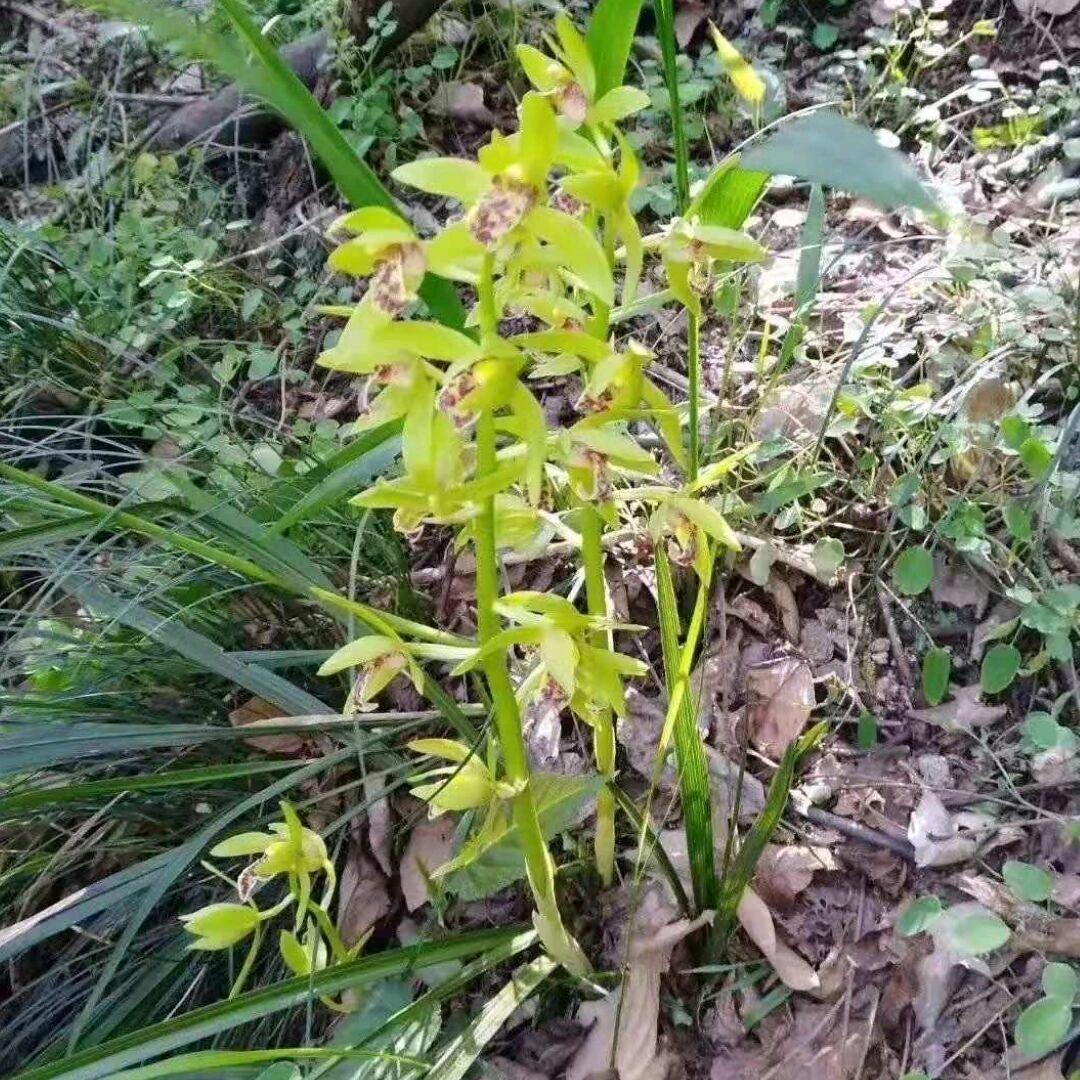 微雨初停.