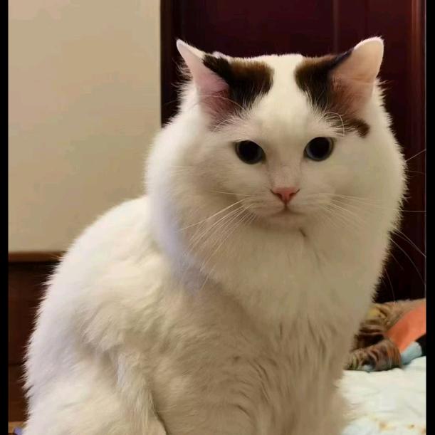鬼哥爱财