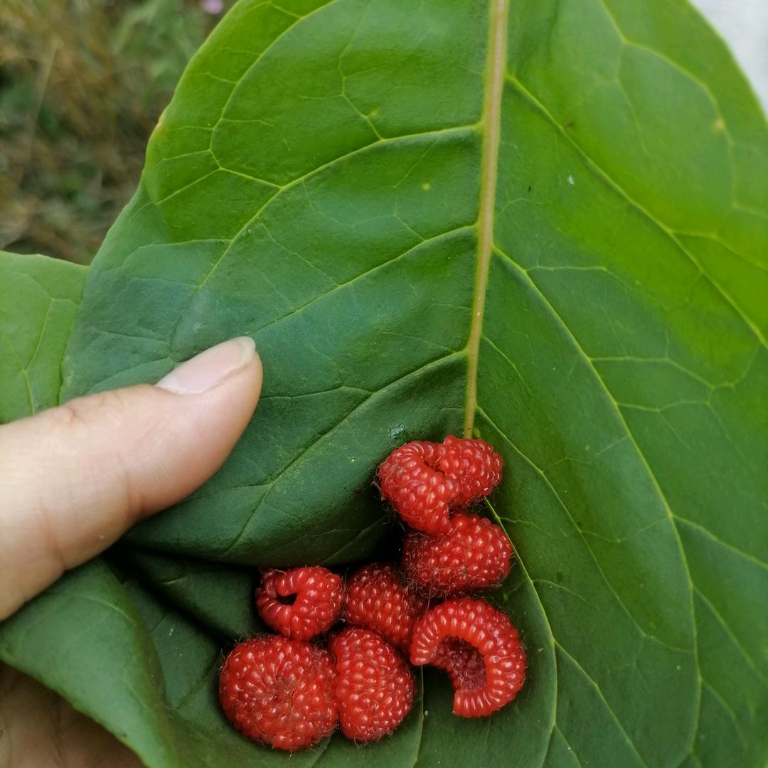 春天小草
