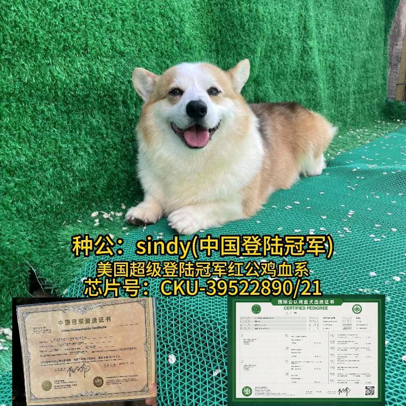 千羽柯基犬舍