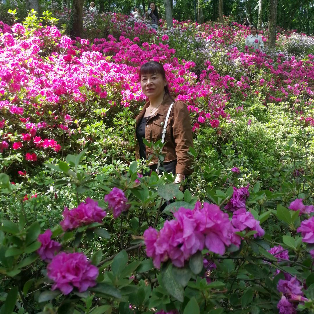 兰花草