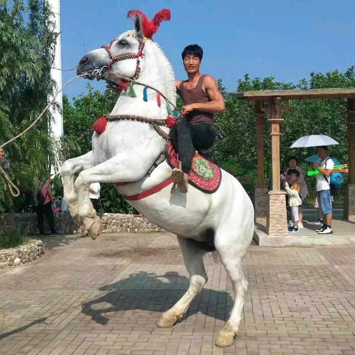 安徽阜阳太和陈家马车