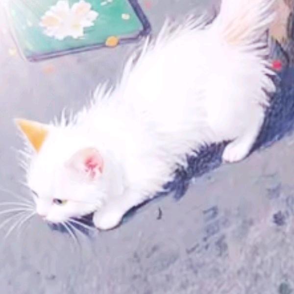 开心华子921