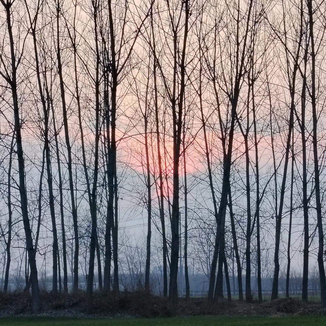 枯夜蝶🍂