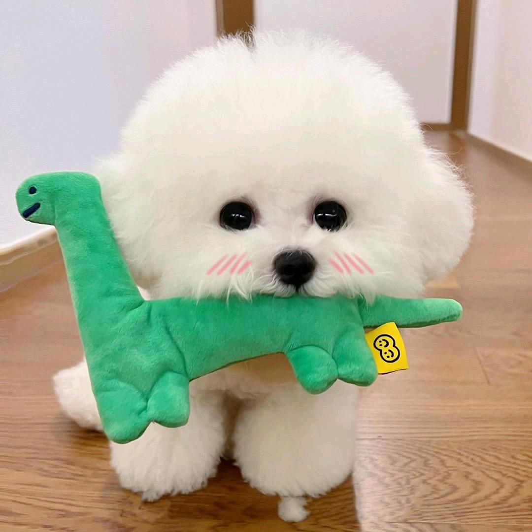 茄子