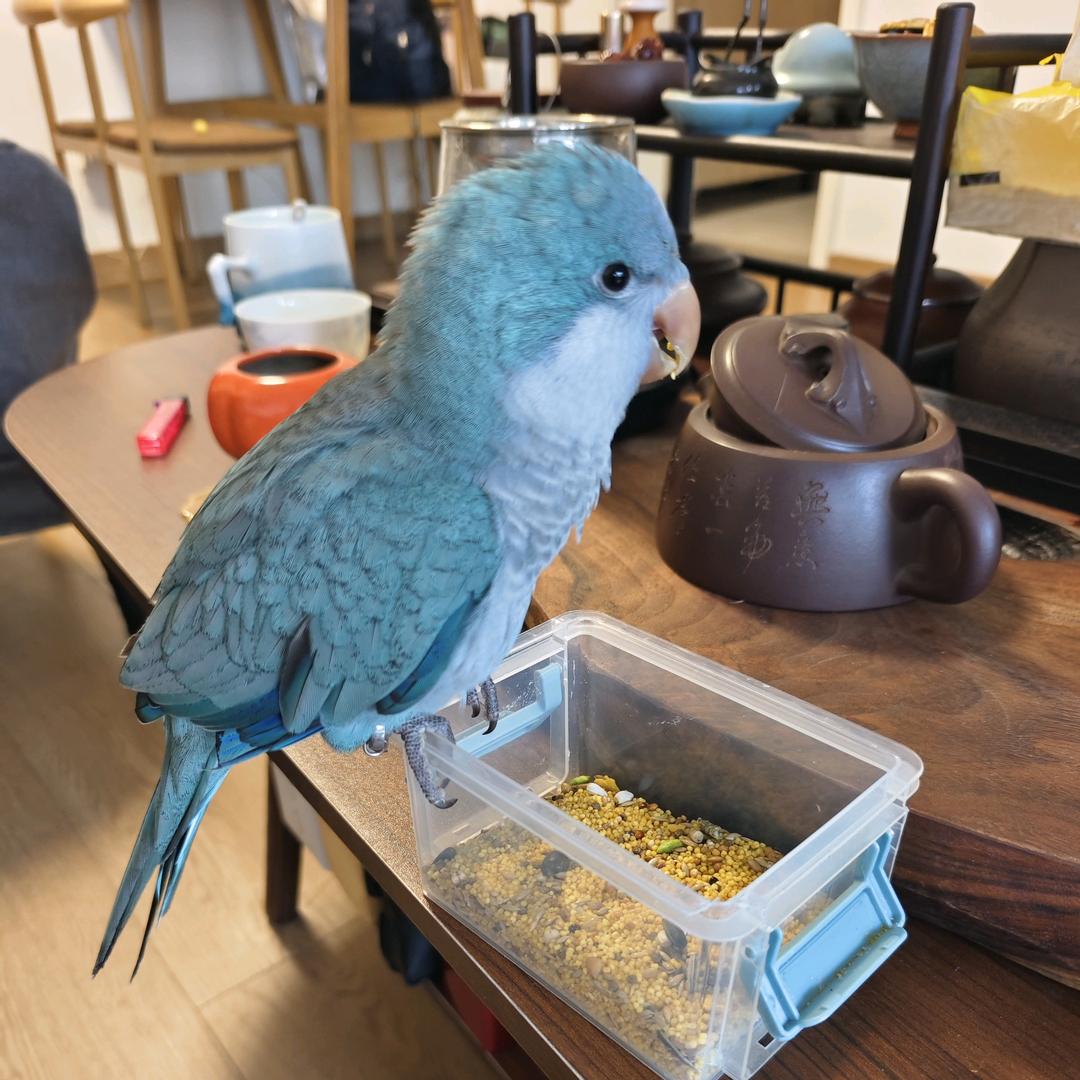 水手/Tommy(肉肉老爸)