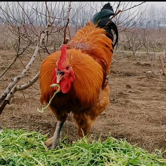 东哥(散养农场)舞阳县