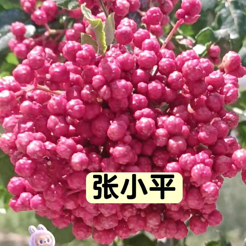 小平双椒鸡捞面