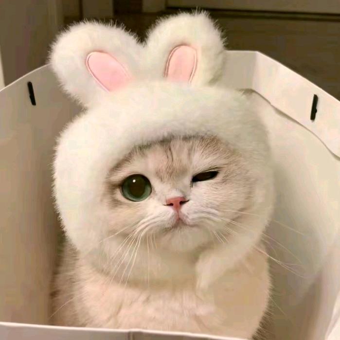 小舞
