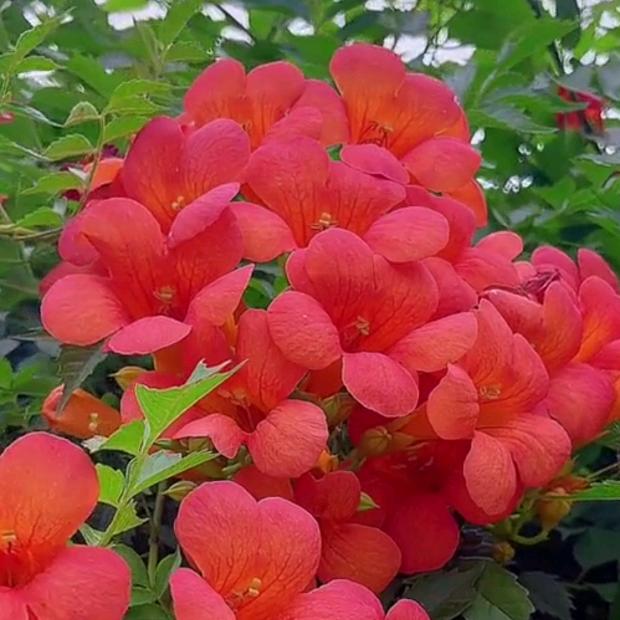 花庭忆凌霄花基地