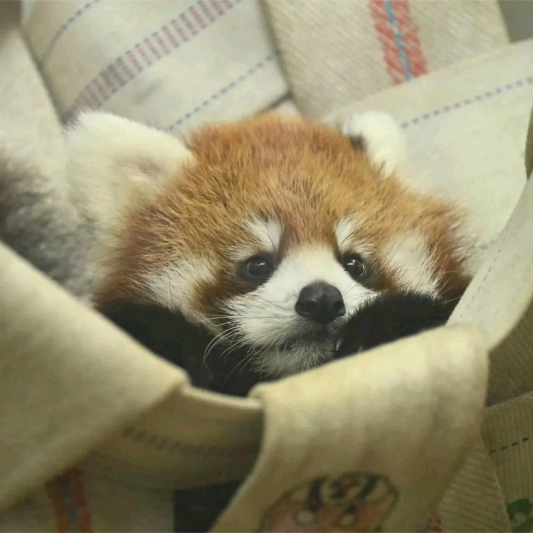 淡墨痕