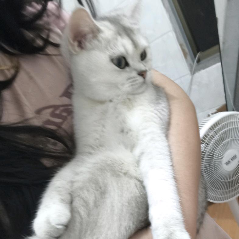 小花元宝