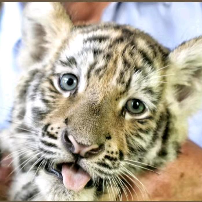 旅行推荐官~真真