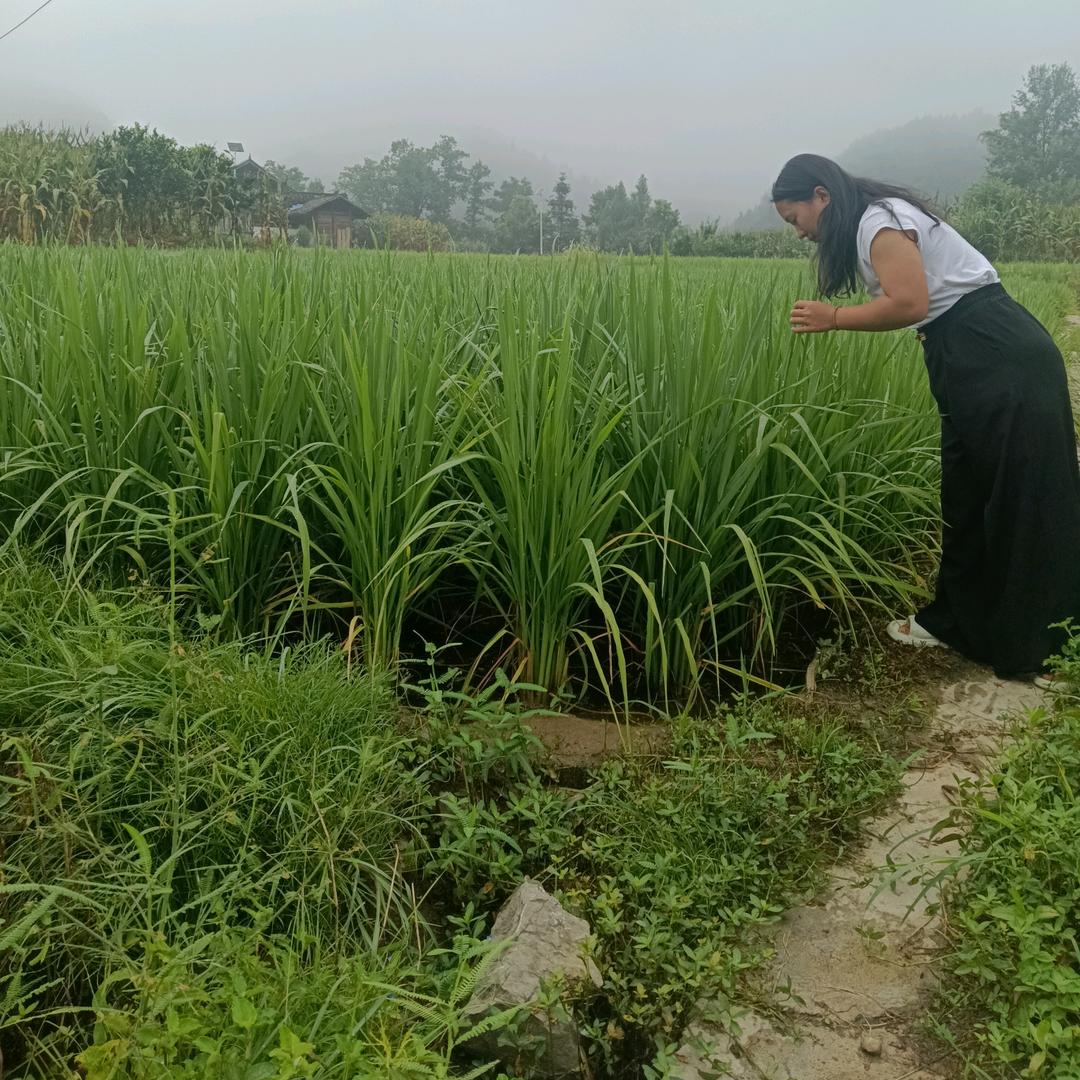走不出大山里的灰姑娘