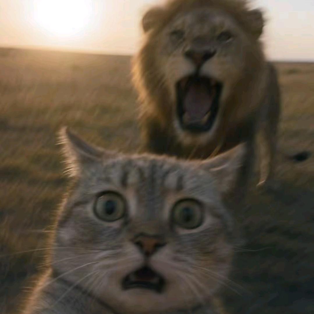 贝塔(三角洲撞车，代肝，跑刀)