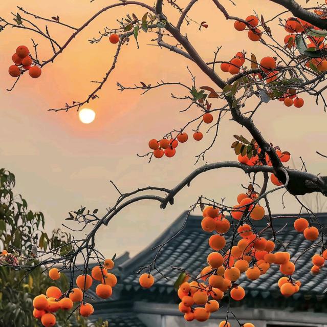 向阳而生🌻