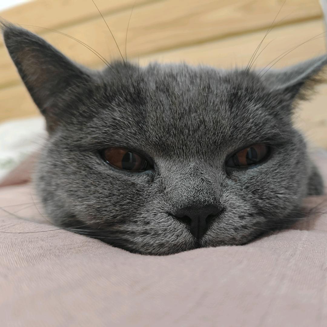 小猫小猫小猫～～～～