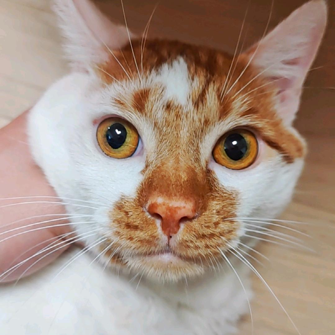 猫哥-魔兽萌新营