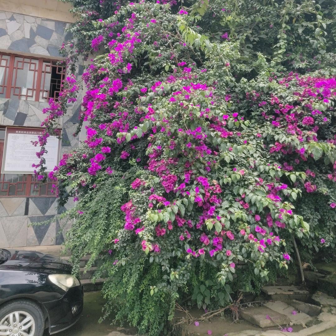 淡泊明志