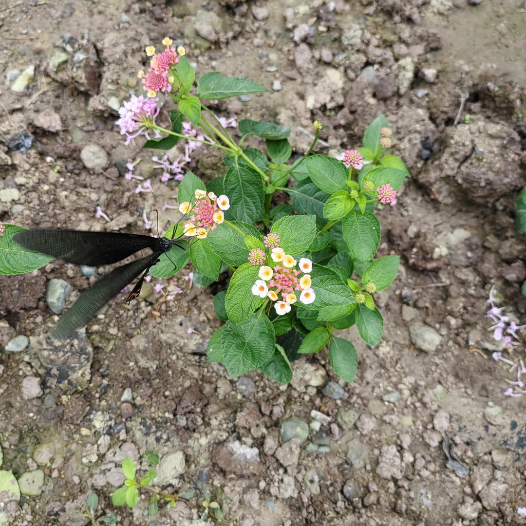 风吟