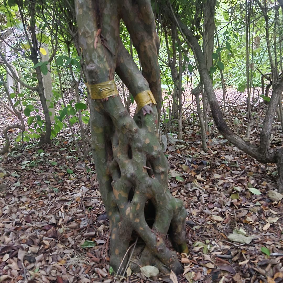 伟哥哥（电焊工）