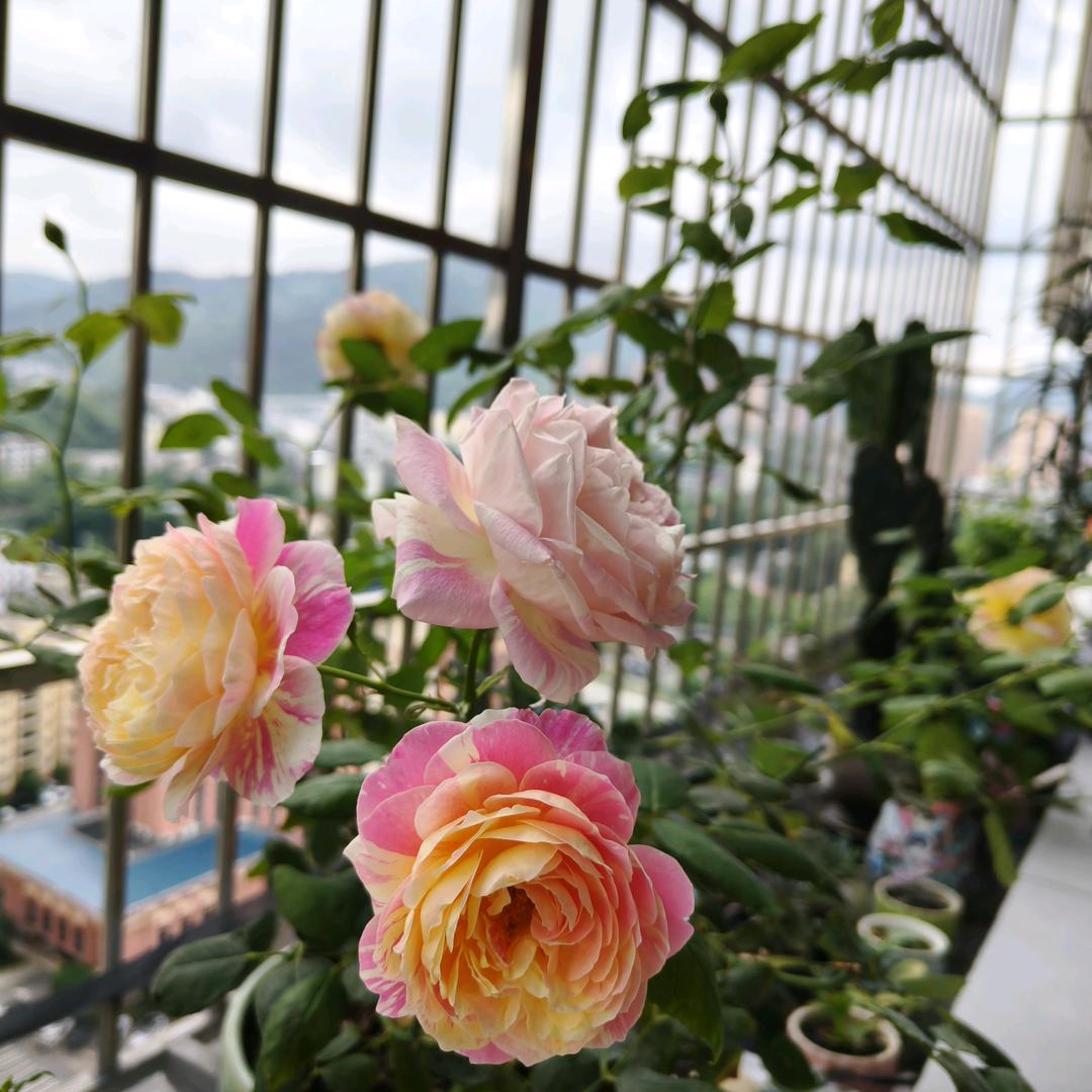 花花的阳台