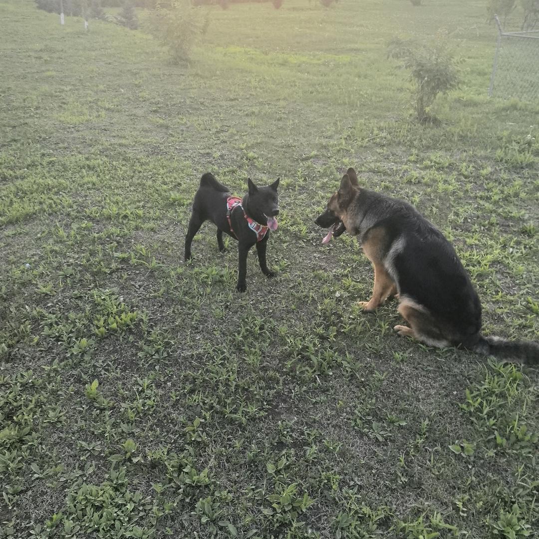 黑宝是只五黑犬（中华田园犬）