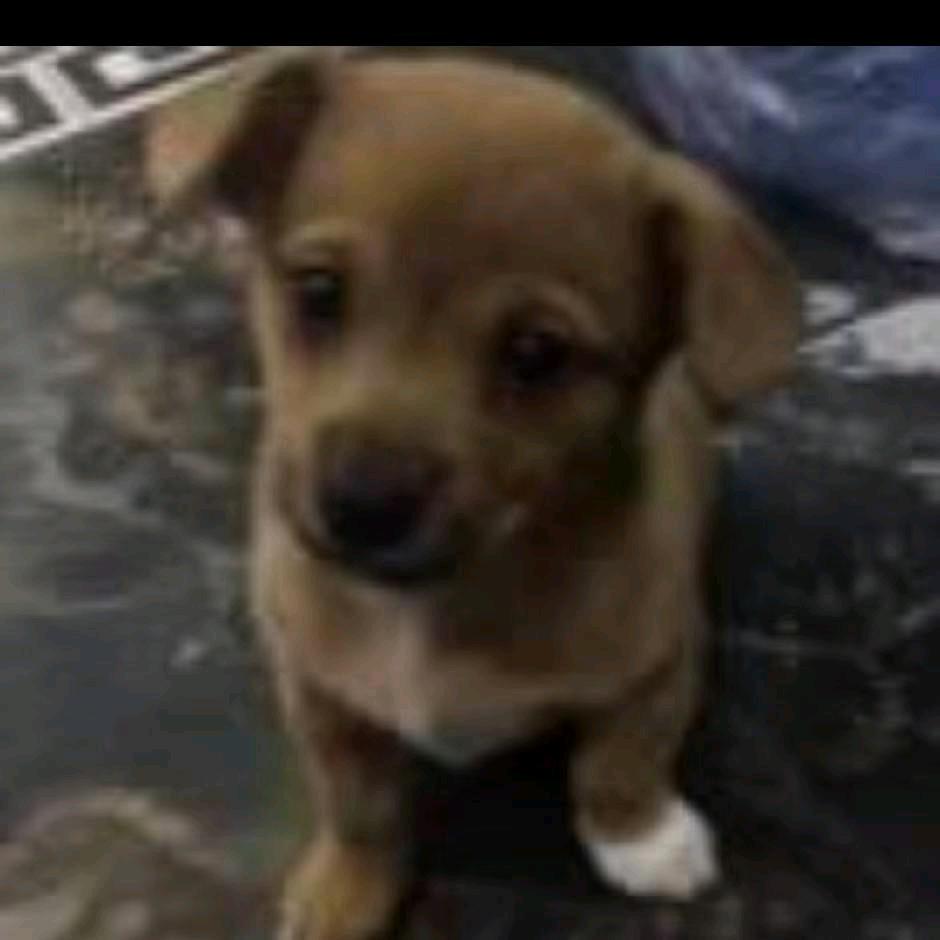 《haung》温州市