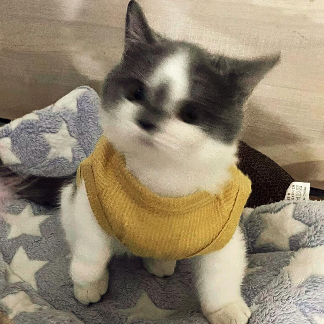 还我猫来还我猫来