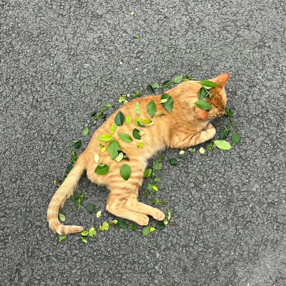 小鱼爱啃柠檬