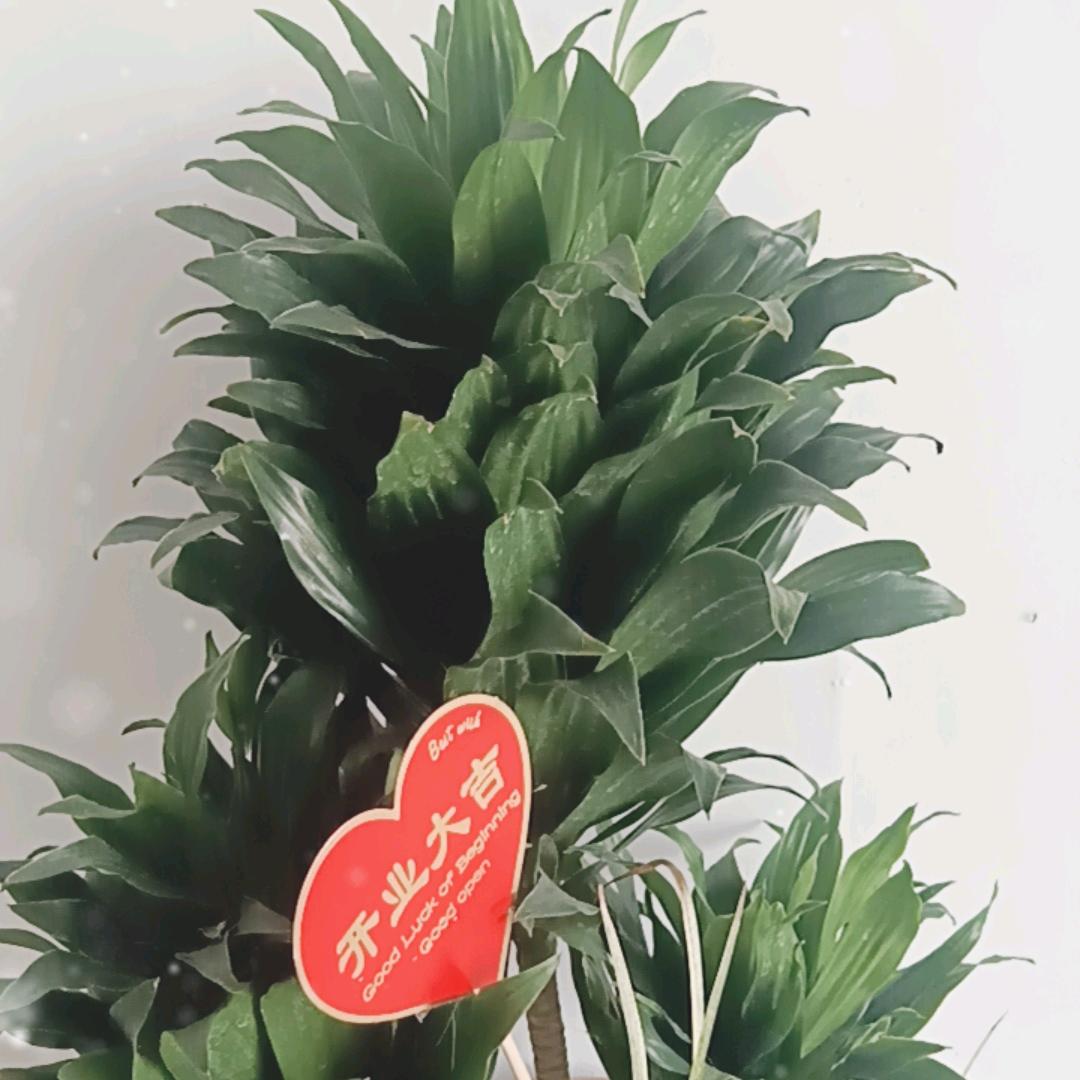 嘴硬心软懂得感恩