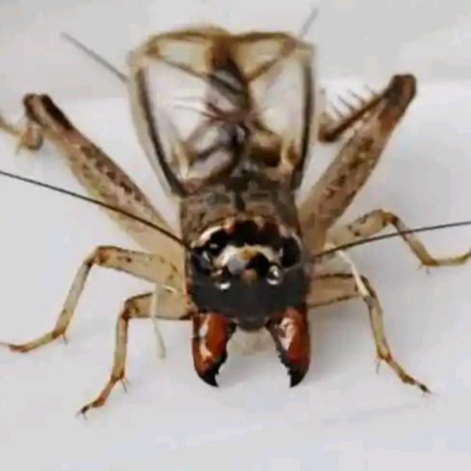 旺蟋堂服务中心