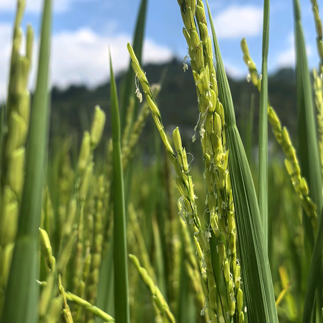 山里的啊水