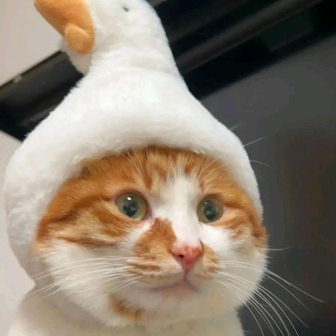 汽派虎