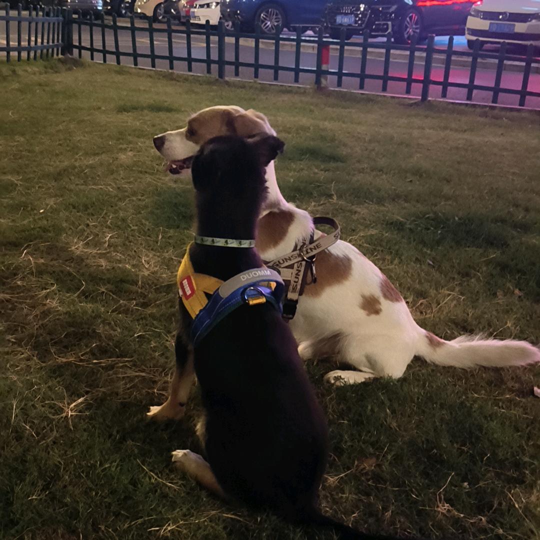 毛毛（不私聊）