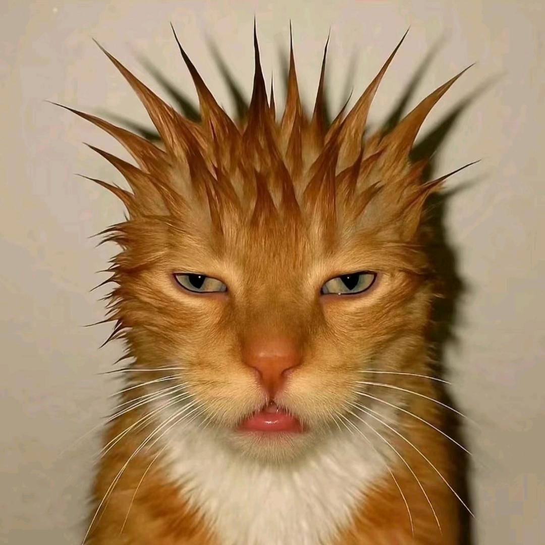 •﹏•